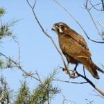 Brown Falcon sitting on a tree in Australia: ID 46401241 © Tinamou | Dreamstime.com