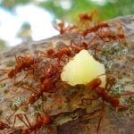 Red ants carrying food along a branch, photo credit: Ester Sánchez Alfaro