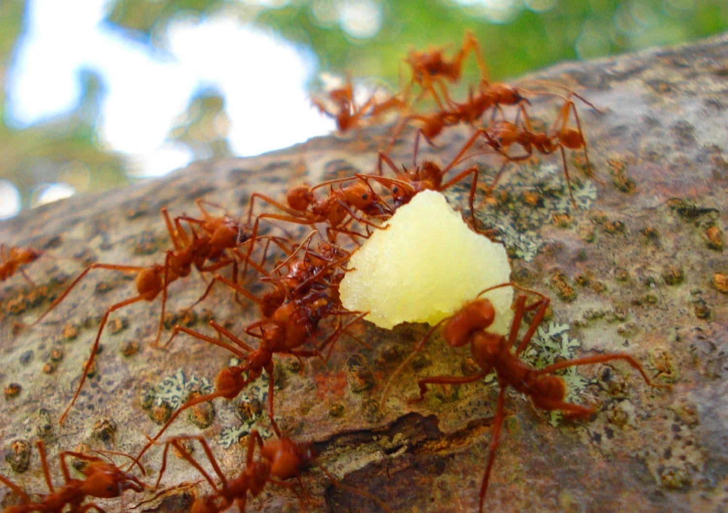 Red ants carrying food along a branch, photo credit: Ester Sánchez Alfaro