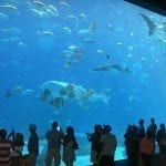 Georgia Aquarium large tank submerged viewing area