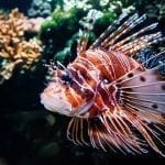 Lionfish in a reef, photo credit: pxhere