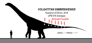 Volgatitan (longneck dinosaur) reconstruction showing known bones
