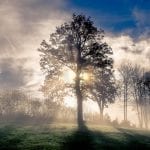 Foggy morning with the sunrise behind a tree