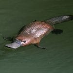 Platypus swimming: ID 25998343 © Hotshotsworldwide | Dreamstime.com