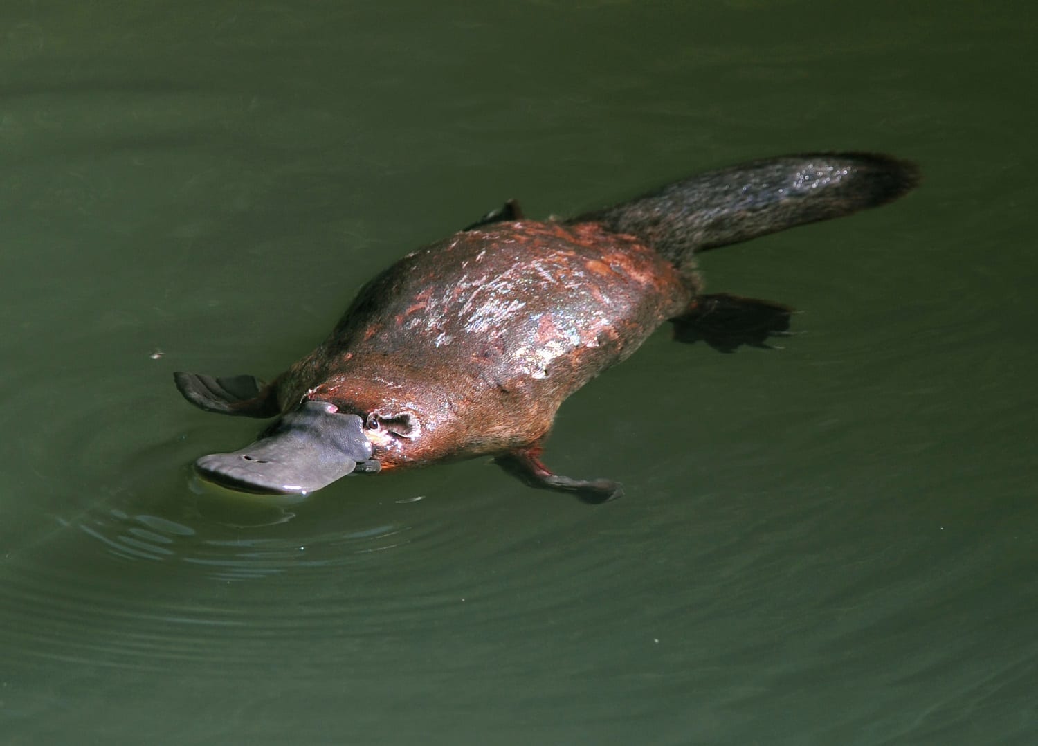 Platypus swimming: ID 25998343 © Hotshotsworldwide | Dreamstime.com