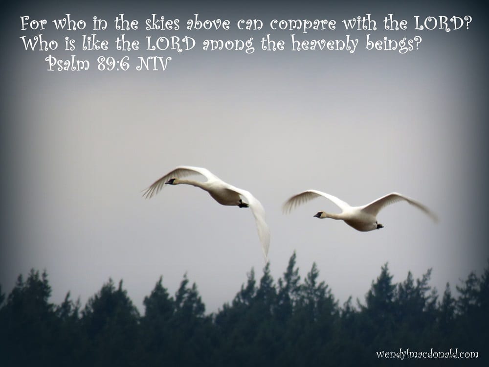 Swans flying with Psalm 89:6, photo credit: Wendy MacDonald