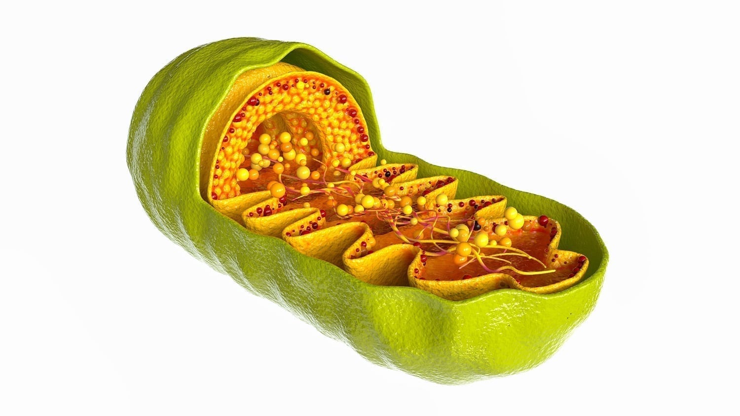 Mitochondria structure computer model: ID 165312954 © Futurer | Dreamstime.com