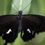 Black butterfly on a leaf, photo credit: Good Free Photos