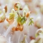 Cress seed sprouts, photo credit: Pxhere