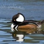 Hooded Merganser Duck, William Wise Photography