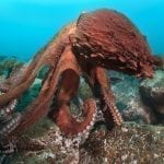 Giant octopus off the coast of Japan: ID 24786240 © Boris Pamikov | Dreamstime.com