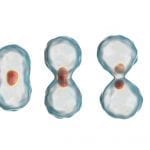 CG Cells dividing in mitosis: ID 98510173 © Katerynakon | Dreamstime.com