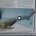 Dr Jackson fish evolution video still