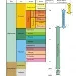 Geologic Column with Flood processes, diagram credit: Tas Walker