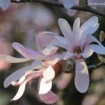 Tree Blossoms, photo credit: Wendy MacDonald