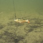 Lure shaped like a fish with hooks underwater: ID 174844272 © Yann Poirier | Dreamstime.com