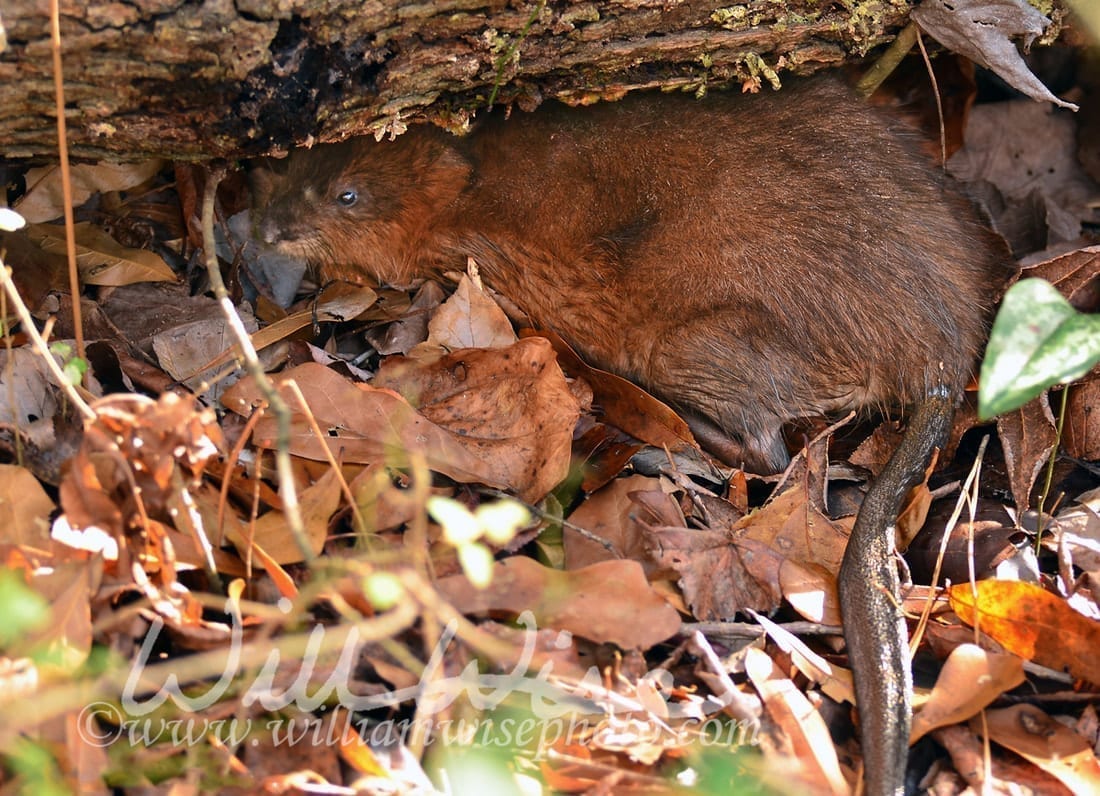 Muskrat in leaf litter, photo credit: William Wise