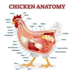  Chicken anatomy illustration: ID 161624107 © VectorMine | Dreamstime.com