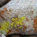 Green and brown lichen on a granite boulder, photo credit: Pixabay user: nightowl