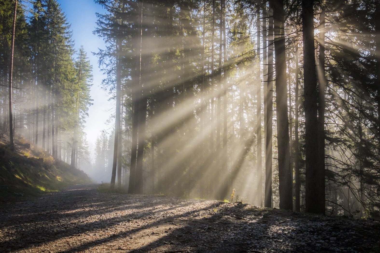 Light beams shining on mist in a forest, photo credit: Pxhere