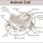 Animal Cell diagram with various parts: ID 109172635 © Serdar Corbacı | Dreamstime.com