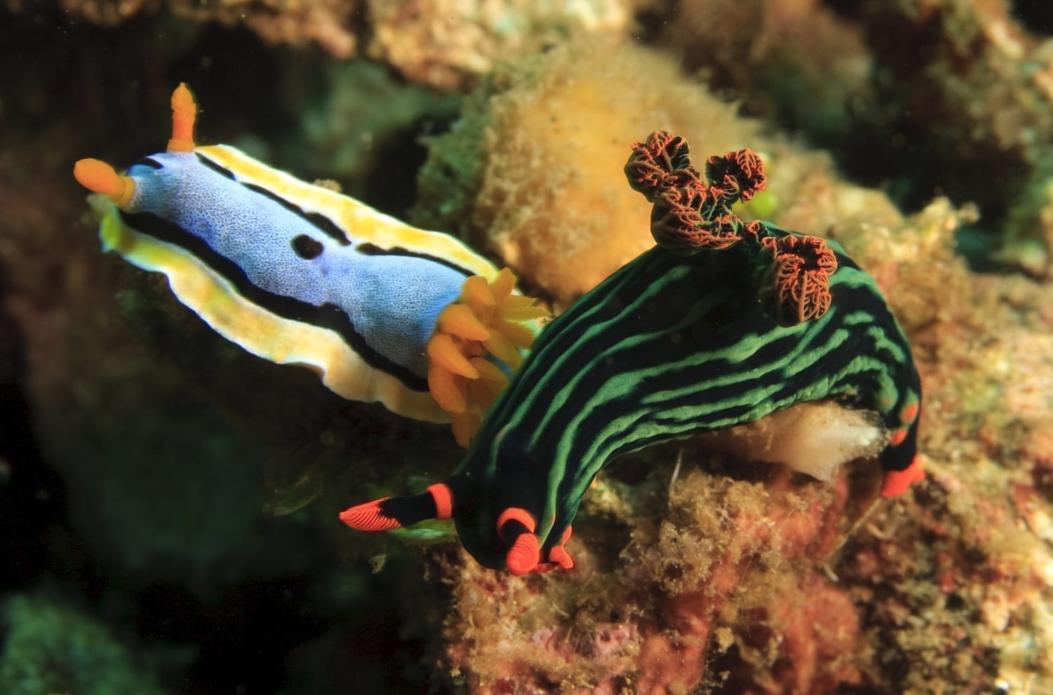 Two Nudibranchs on coral: ID 11142285 © John Anderson | Dreamstime.com
