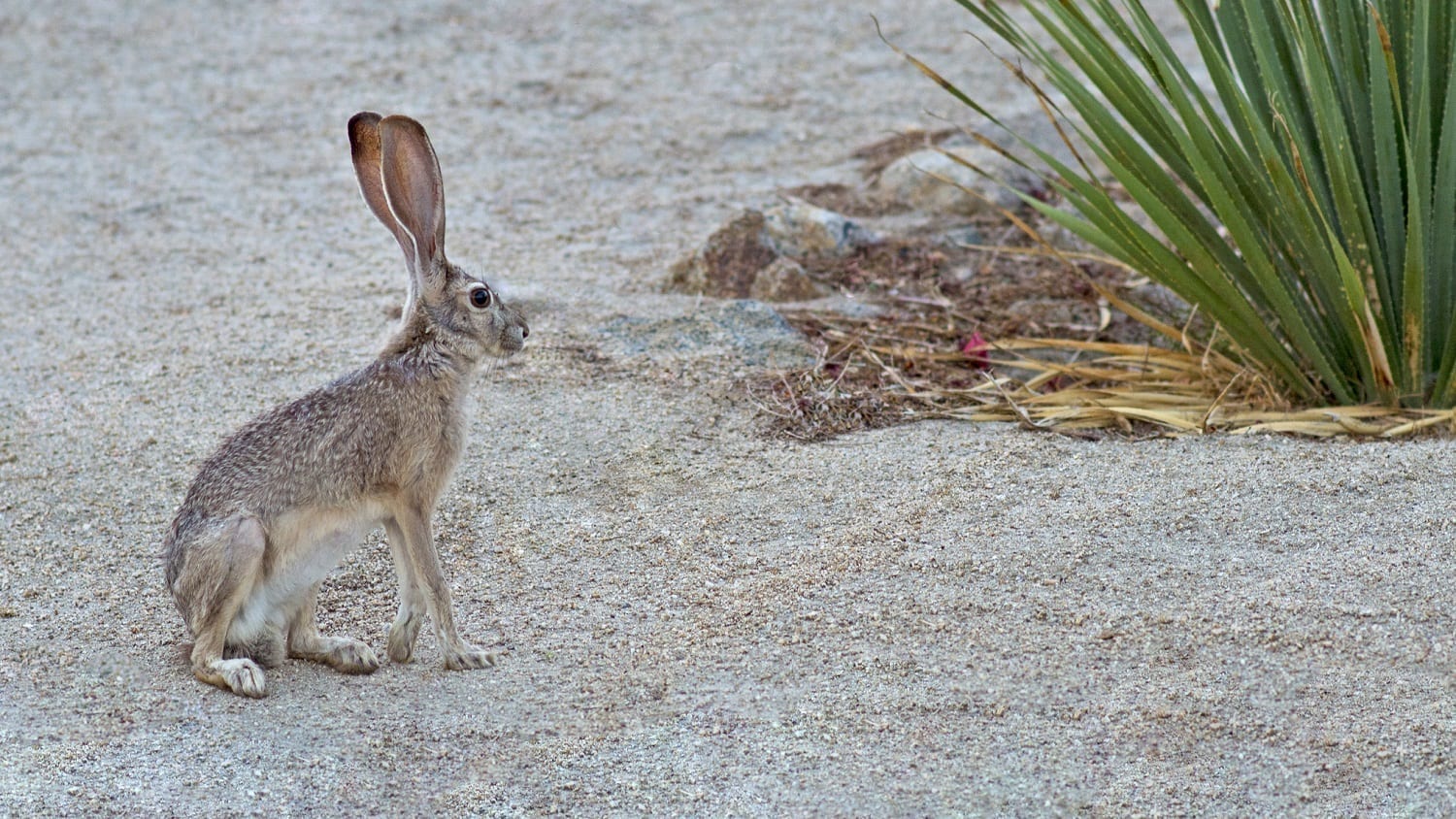 Antelope Jackrabbit: ID 42404517 © Jilliansuzanne | Dreamstime.com
