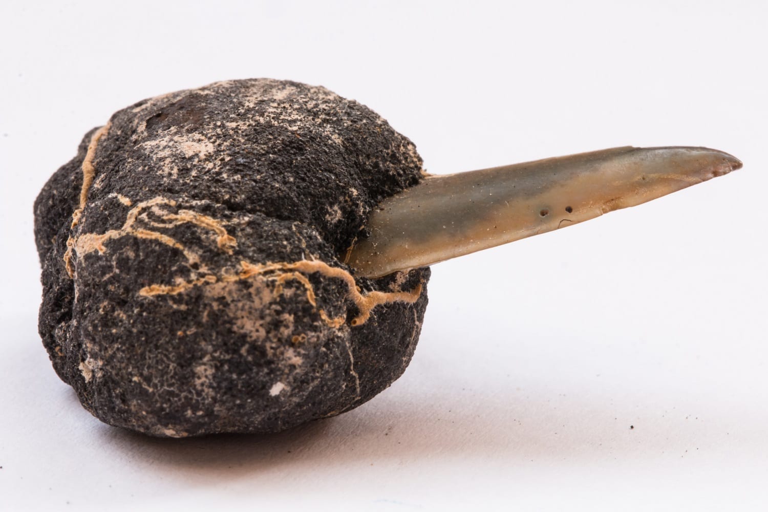 Ferromanganese/Polymetallic nodule around a shark's tooth from the Pacific Ocean: ID 101386935 © Vsg Art Stock Photography And Paintings | Dreamstime.com