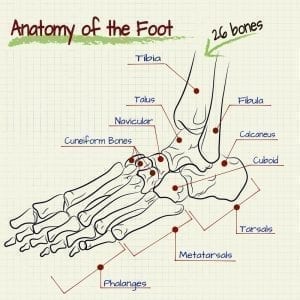 Diagram of human foot bones: ID 54993817 © Sfischka | Dreamstime.com