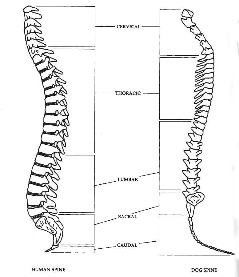 Human and dog spines compared
