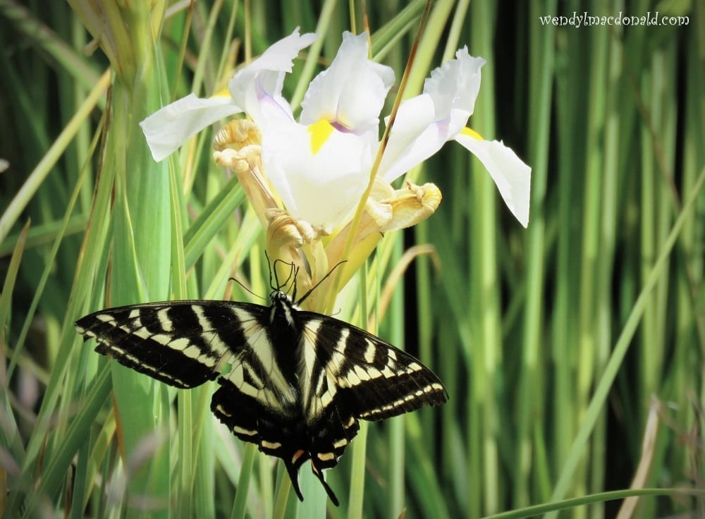 Swallowtail butterfly on a white iris, photo credit: Wendy MacDonald