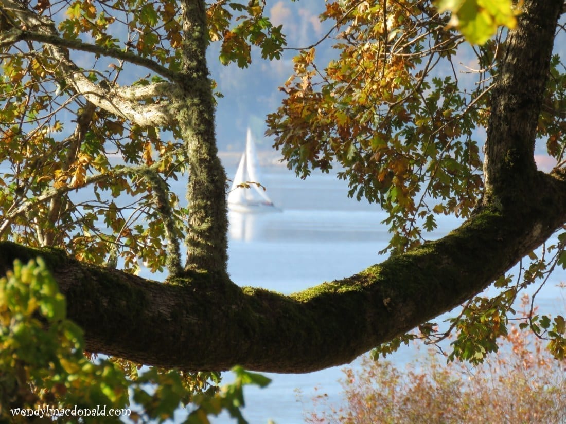 Distant Sailboat seen through a tree branch, photo credit: Wendy MacDonald