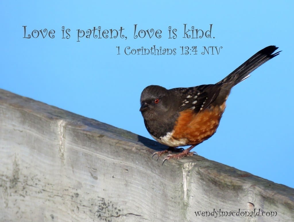 Love is patient, love is kind. A Kiss of Kindness: Finding God’s Comfort wendylmacdonald.com