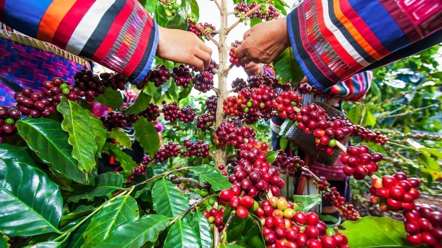 Women in traditional garb gathering coffee berries: photo credit dreamstime 157659021