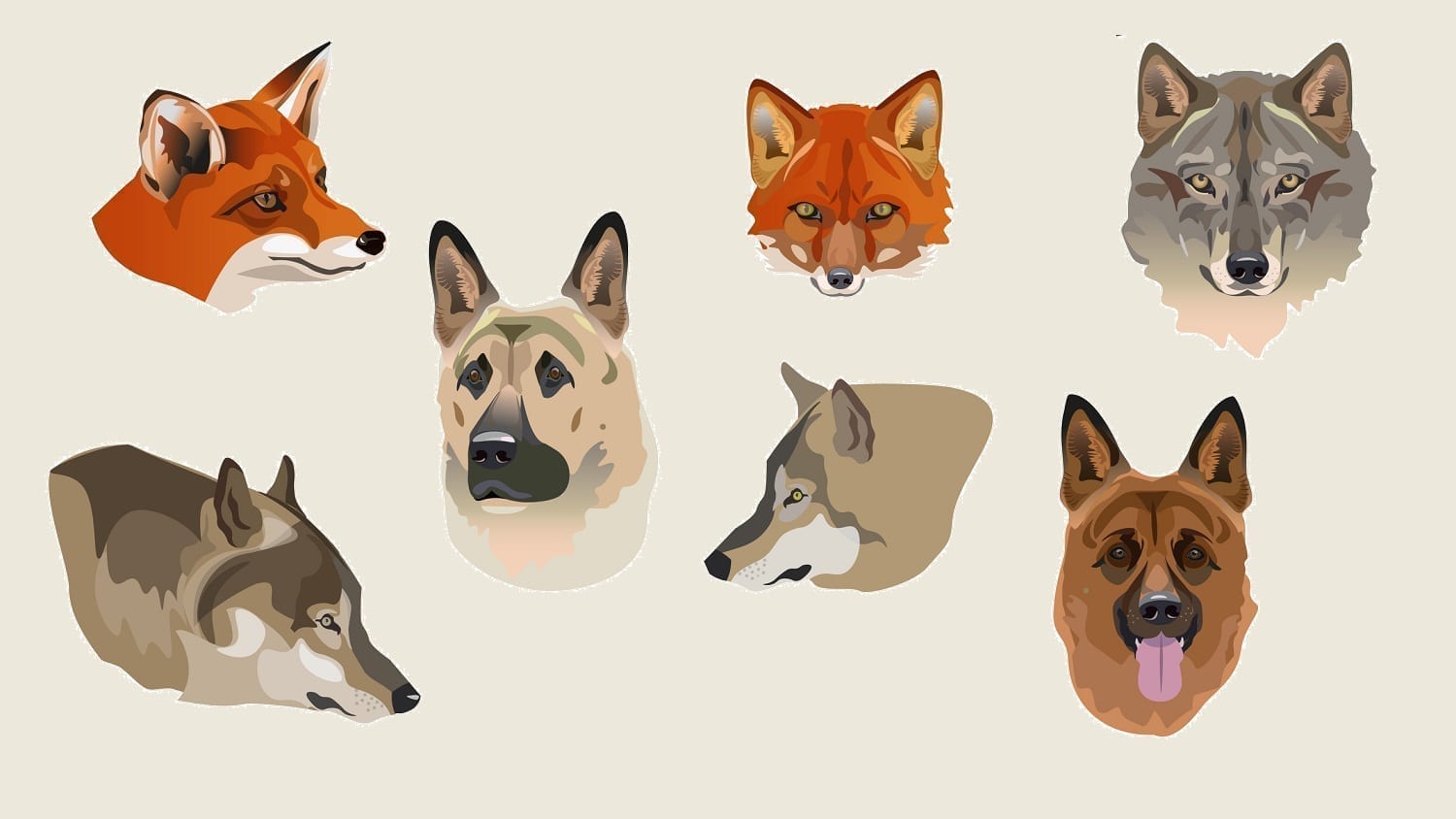 Artwork showing foxes, wolves, and dogs: Illustration 135375950 © Hhurzhi | Dreamstime.com