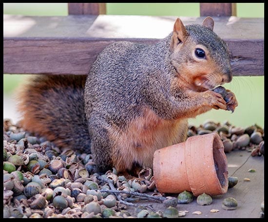 Squirrel next to a pile of cracked acorn hulls, photo credit: Pat Mingarelli