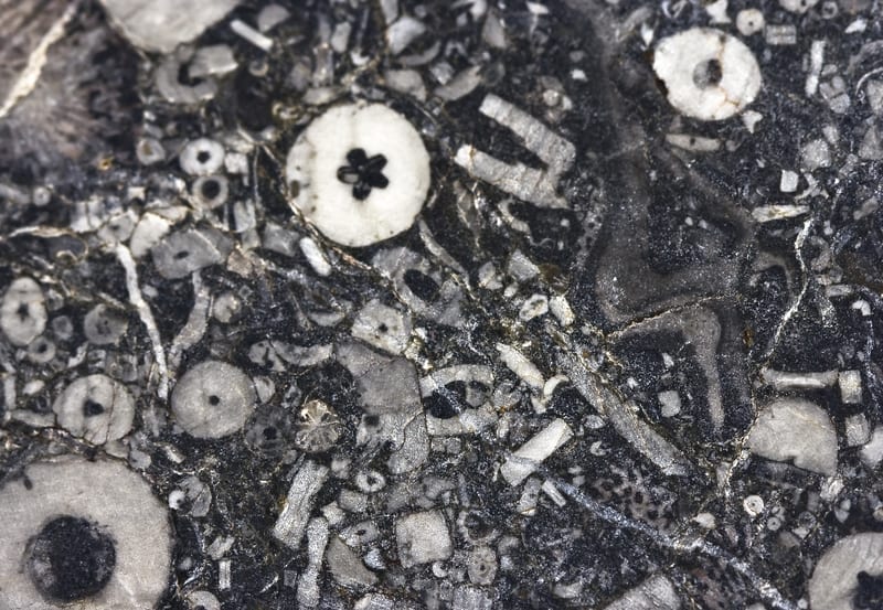 Fossilized broken pieces of crinoid stems: Photo 14180620 © Antonio Ribeiro | Dreamstime.com