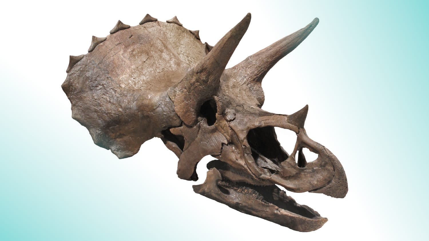 Triceratops skull: Photo 28082371 © Ken Backer | Dreamstime.com