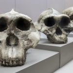 Human evolution display. Catalan Museum of Archaeology, Barcelona, Spain: ID 170289122 © Heritage Pictures | Dreamstime.com