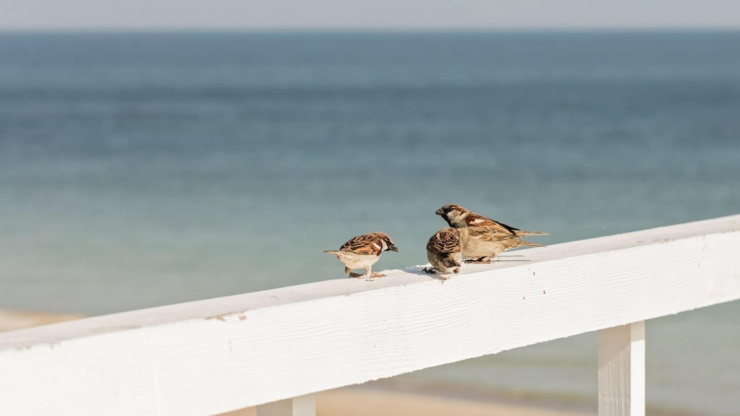 Sparrows on a rail near the ocean: ID 89586386 © Oleh29photo