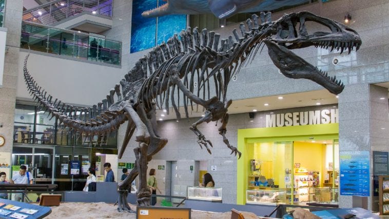 Acrocanthosaurus cast at the Seoul, South Korea Seodaemun Museum of Natural History Photo 184590493 © Yezhenliang | Dreamstime.com