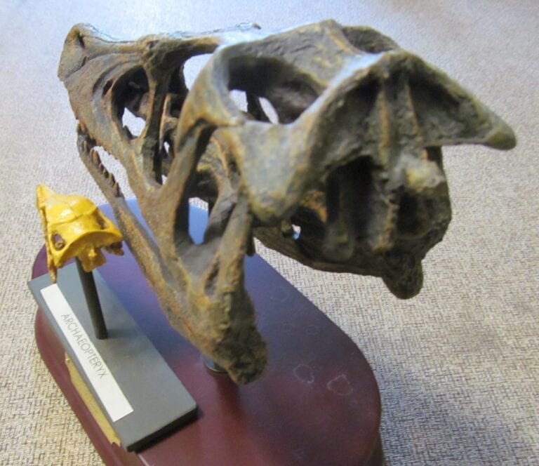 Archaeopteryx and Velociraptor skulls from the back showing the marked ball structure above the base opening