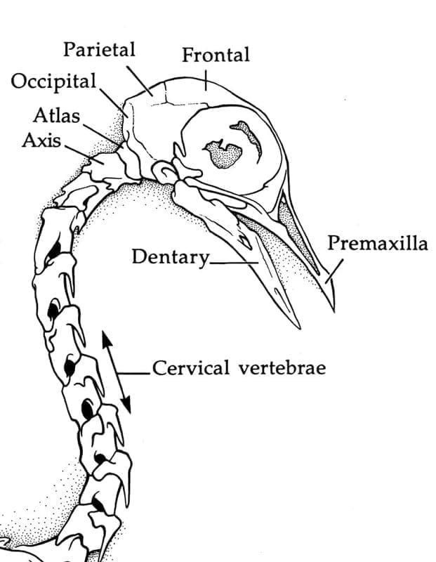 Bird head and neck bone diagram