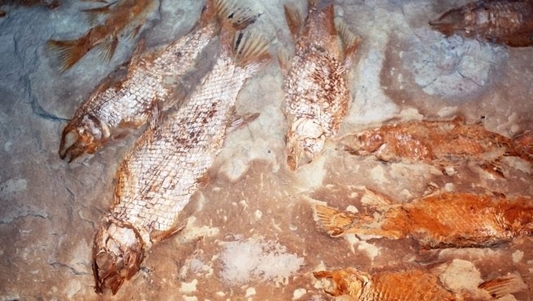 Fish fossils, Cape Town Natural History Museum: Photo 48555391 © Okyela | Dreamstime.com