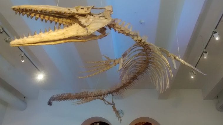 mosasaurus skeleton