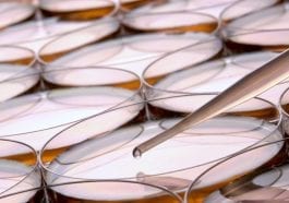 Petri dishes with pipette: Photo 6493024 / Petri Dish © Olivier Le Queinec | Dreamstime.com
