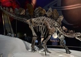 Stegosaurus Natural History Museum London: Photo 59988032 © Slawek Kozakiewicz | Dreamstime.com