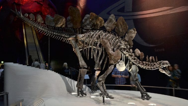 Stegosaurus Natural History Museum London: Photo 59988032 © Slawek Kozakiewicz | Dreamstime.com