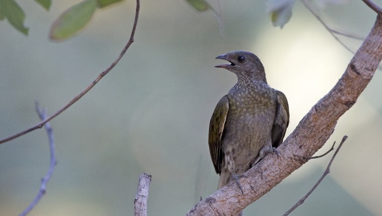 Honeyguide on a branch, calling out: Photo 129025446 © Agami Photo Agency | Dreamstime.com