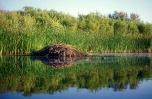 Beaver lodge with reeds nearby: Photo 12202207 © Lehmanphotos | Dreamstime.com